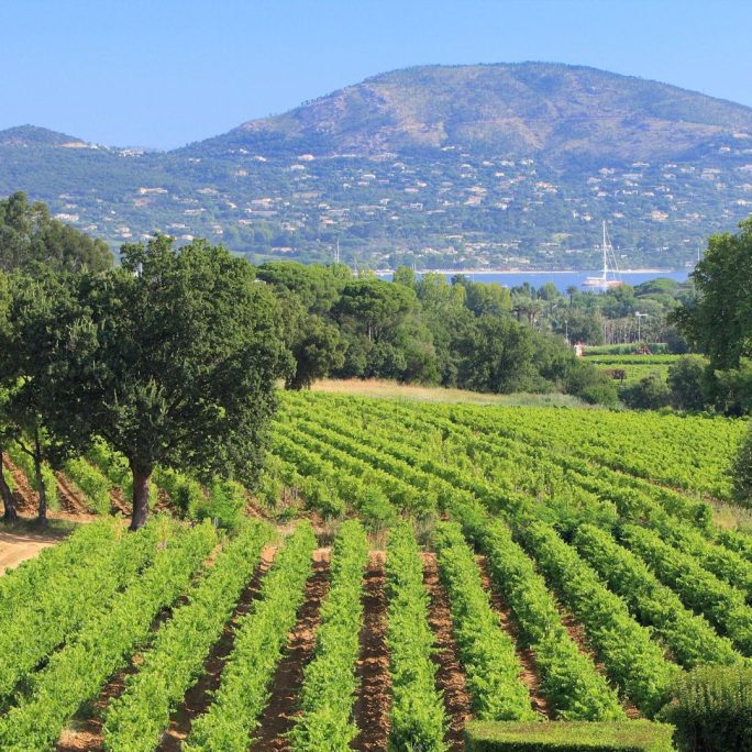 The Little Fine Wine Company's Mediterranean Tasting Wednesday 10th June *LIVE*