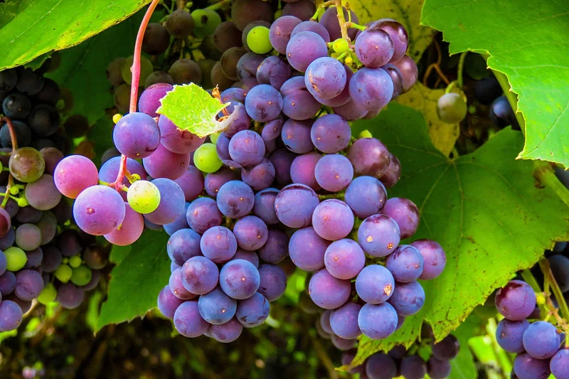 Pinot Meunier Grape Variety