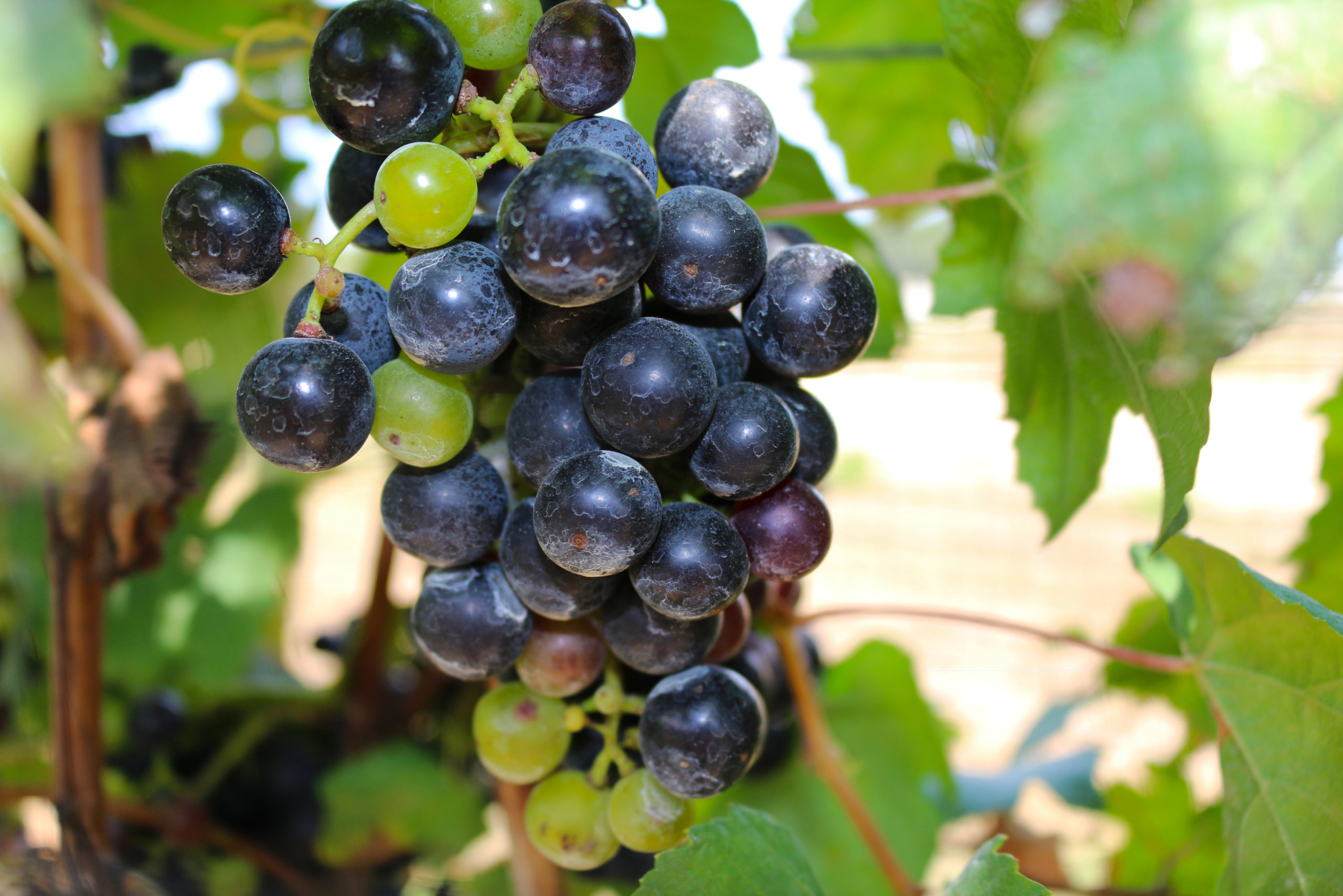 Viognier Grape Variety